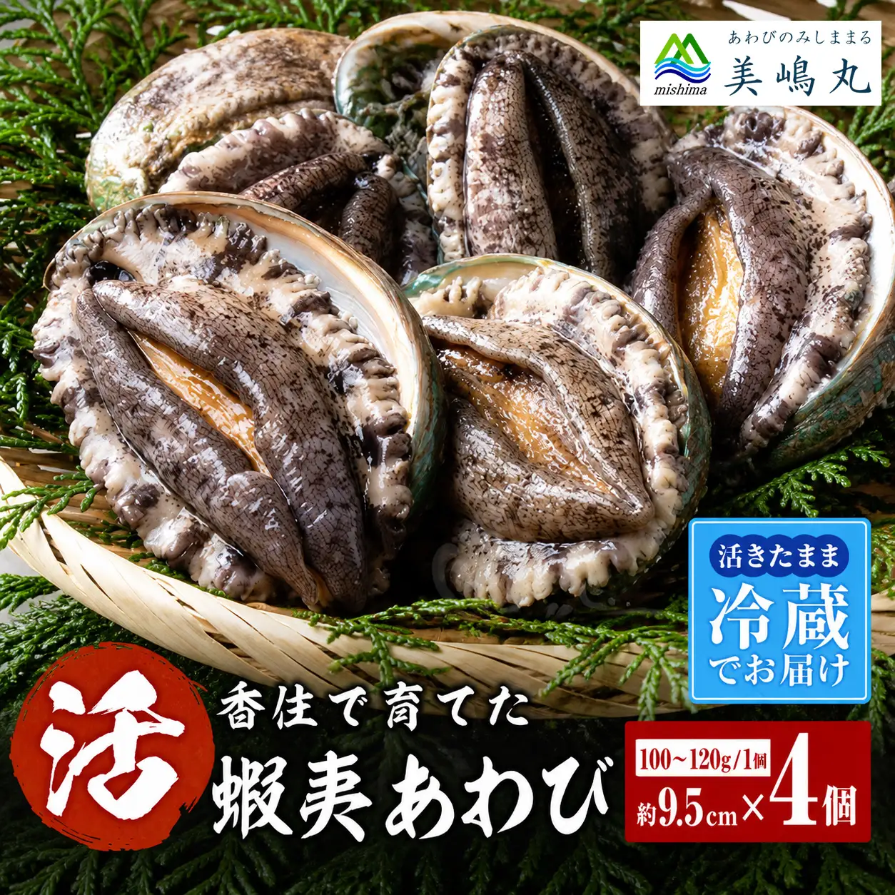 高評価☆4.8 活あわび 9.5cm×4枚 400g～480g (1個100～120g） あわび アワビ 20-03