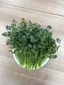 LED水耕栽培 香味野菜（パクチー）250g＜野菜 やさい パクチー 香草野菜 美容 オーガニック アジア野菜  愛媛県 鬼北町＞