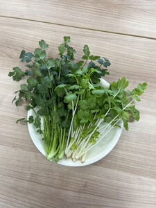 LED水耕栽培 香草野菜（パクチー/セロリー）250g＜野菜 やさい パクチー セロリ 香草野菜 美容 オーガニック アジア野菜  愛媛県 鬼北町＞