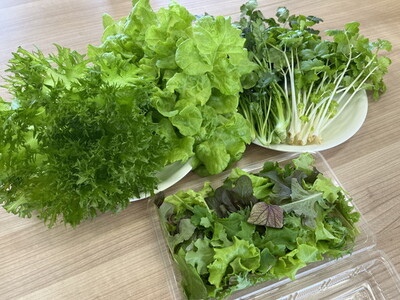 LED水耕栽培 野菜詰め合わせ 1kgセット＜野菜 やさい レタス セロリ ベビーリーフ 詰め合わせ オーガニック 愛媛県 鬼北町＞