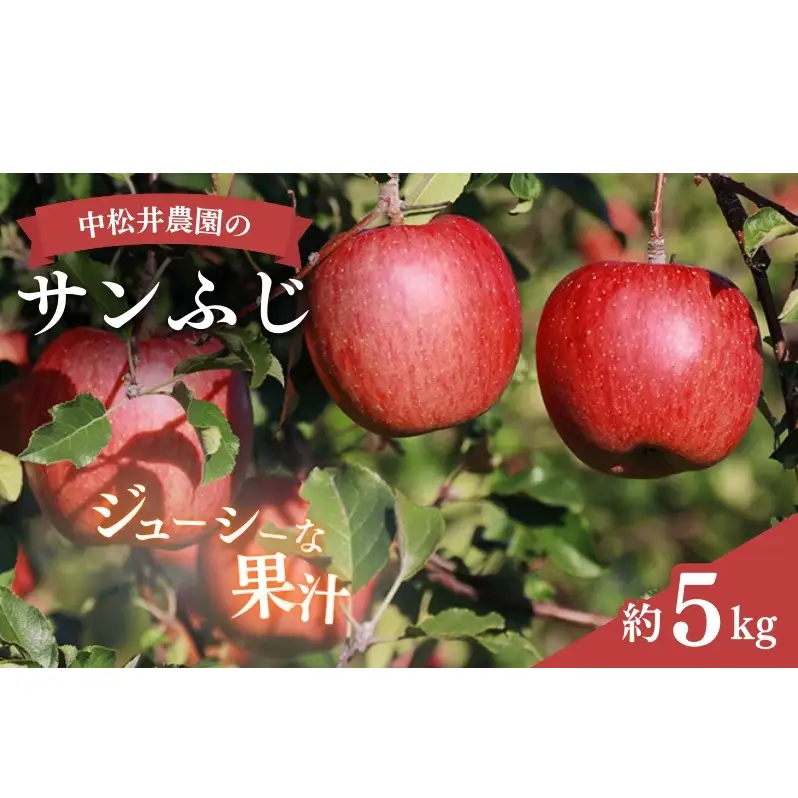 りんご 中松井農園のサンふじ 約5kg りんご