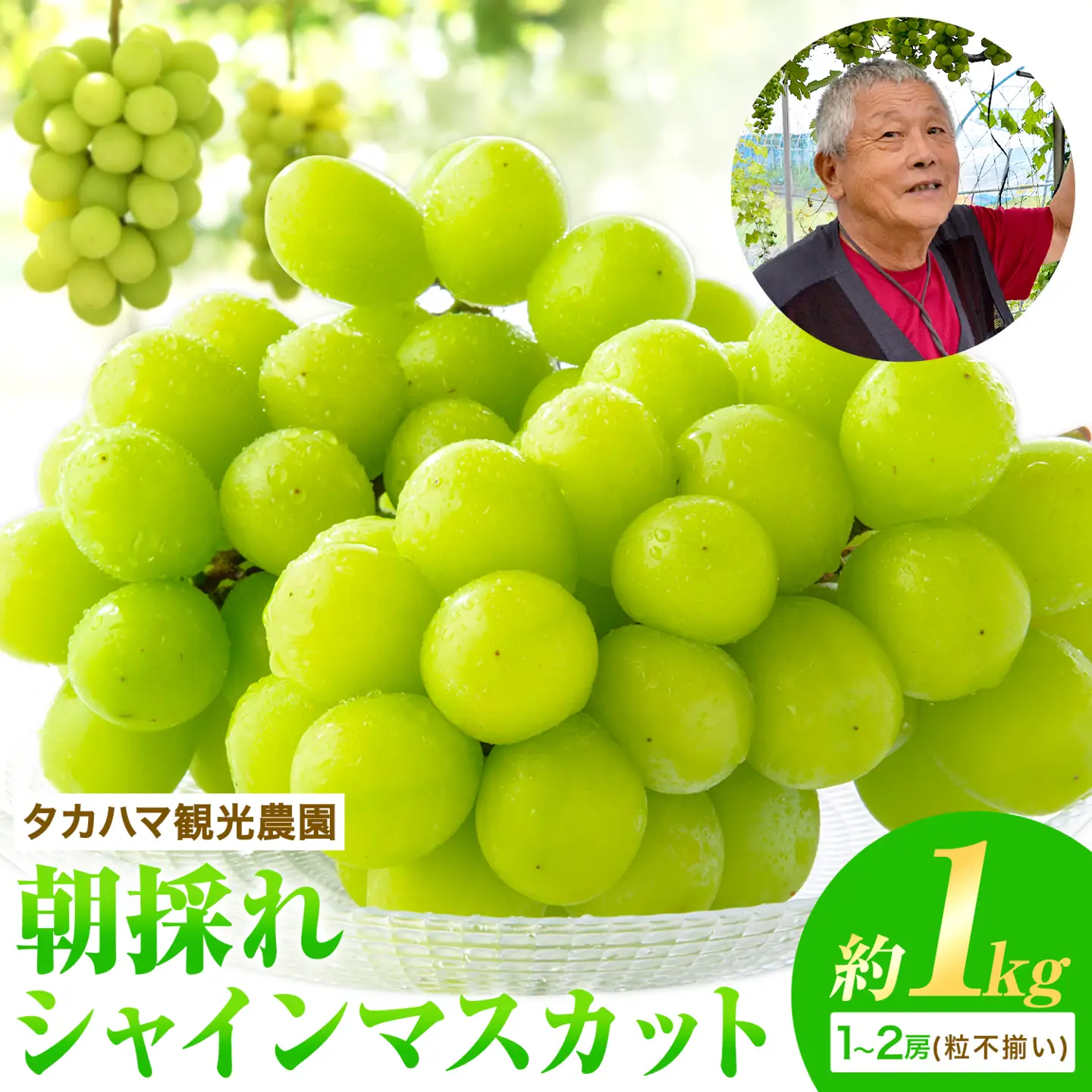 熊本県大津町産 タカハマ観光農園の 朝採れ シャインマスカット 約1kg 1～2房《8月上旬-10月末頃出荷》熊本県 大津町 ブドウ 葡萄 ぶどう シャインマスカット 果物 くだもの スイーツ フルーツ デザート ギフト 種なし クール便 送料無料