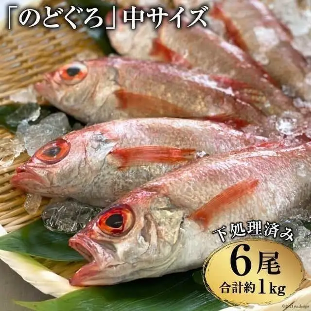 EF091「のどぐろ」中サイズ（160～180g） 6尾　＜煮付け・塩焼き用＞