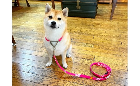 【中型犬用・Mサイズ】ハーフチョークカラーとリードのセット(アロハピンク) 雑貨 日用品 ペット用品 