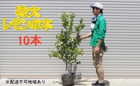 鉢植え レモンの木 特大サイズ 10本 配送不可 北海道 沖縄 離島 苗木 