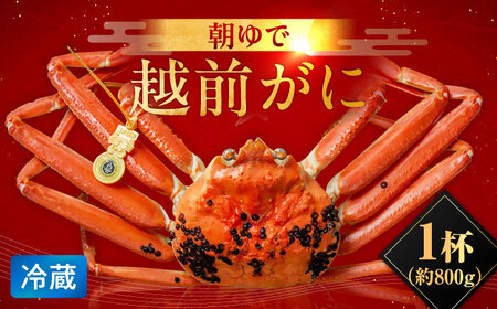【先行予約/11月7日より順次発送】朝ゆで 越前がに 1杯　【800g】 / ずわいがに 蟹 ズワイガニ 小浜市 / 小浜海産物 【配送不可地域：北海道・沖縄・離島】 [BFAA002] 