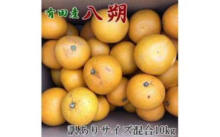 【2027年先行予約】【手選果】有田産の 八朔【訳あり 家庭用】10kg(サイズ混合)_ZD6308n