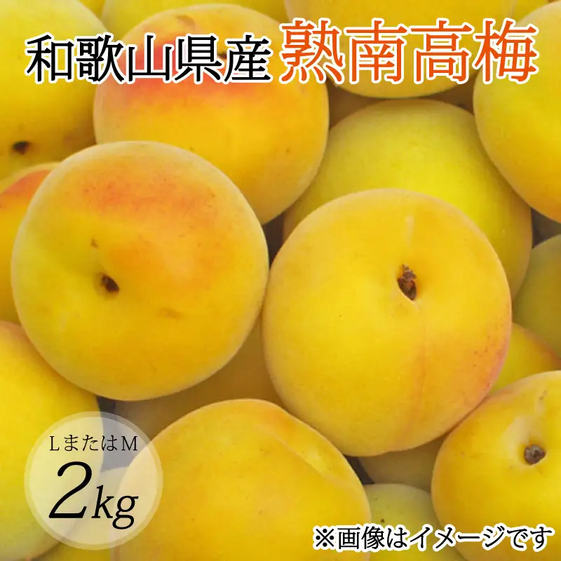 【梅干・梅酒用】（LまたはM－2Kg）熟南高梅＜2027年6月上旬～7月上旬ごろに順次発送予定＞【art012B】