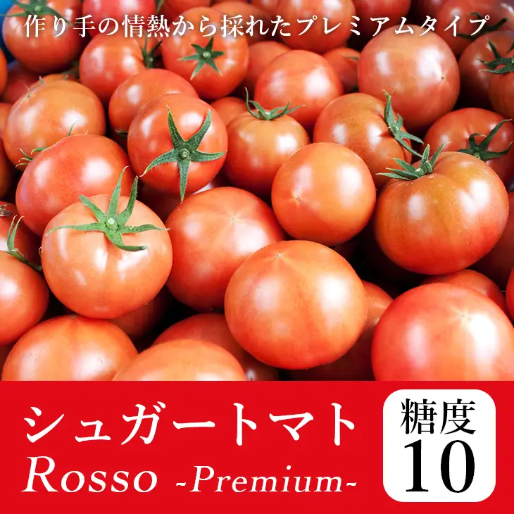 【先行予約・2027年2月】トマト 糖度10度以上 フルーツトマト 1kg｜高知県産 ロッソプレミアム10 高級 ギフト 贈答用 シュガートマト