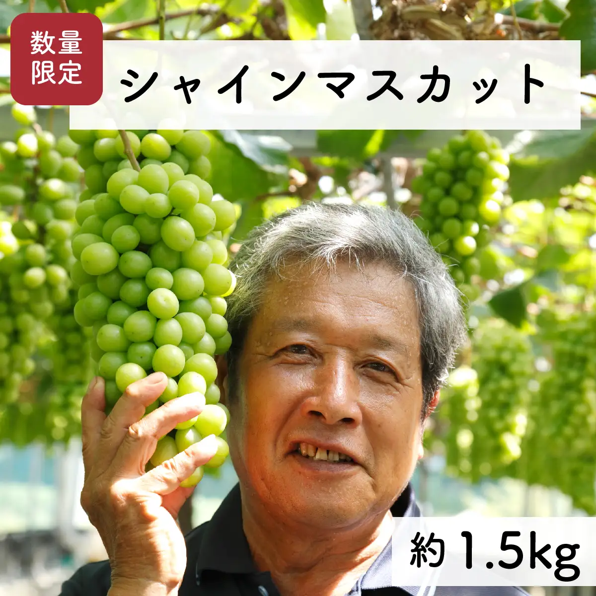 【先行予約・2026年9月】数量限定 特大シャインマスカット 1.5kg 産地直送 農家直送 甘い 大きい 種なし ぶどう 果物