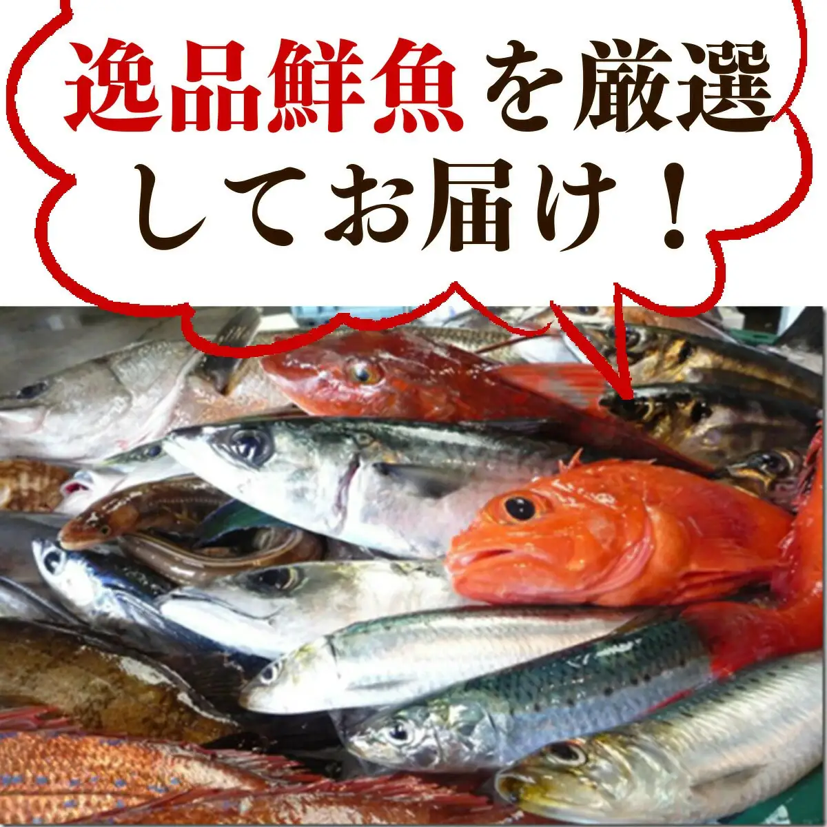 石巻港直送 逸品鮮魚 鮮魚 詰め合わせ