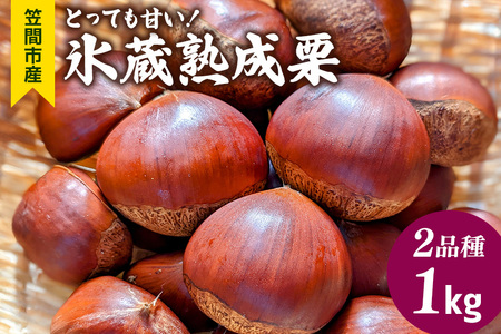 とっても甘い！氷蔵熟成栗 2品種 1kg ふかさわ農園 笠間の栗ブランド認証栗 栗 熟成 氷蔵 とっても甘い 1kg 10月10日以降発送予定 笠間市 茨城県 EL-002
