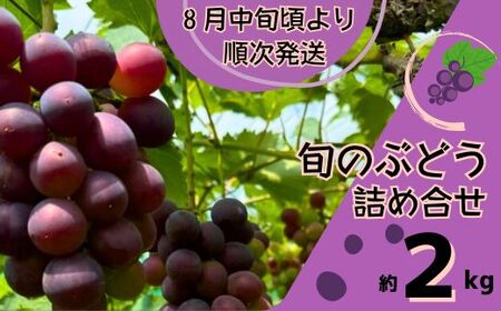 Y2　ぶどう の詰め合わせ　約2kg（8月中旬以降順次発送）　【 ブドウ 葡萄 詰め合わせ セット 贈答 藤稔 紫玉 ピオーネ シャインマスカット ギフト 自宅用 】