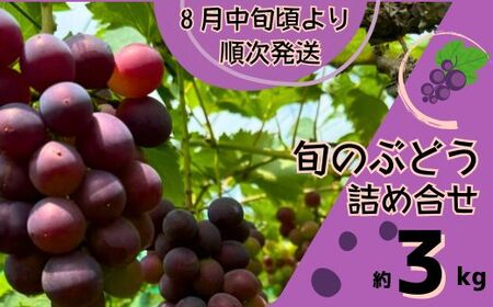 Y3　ぶどう の詰合せ　約3㎏（8月中旬以降順次発送）　【 ブドウ 葡萄 詰め合わせ セット 贈答 藤稔 紫玉 ピオーネ シャインマスカット ギフト 自宅用 】