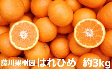 はれひめ みかん 柑橘 果物 はれひめ【約3kg】