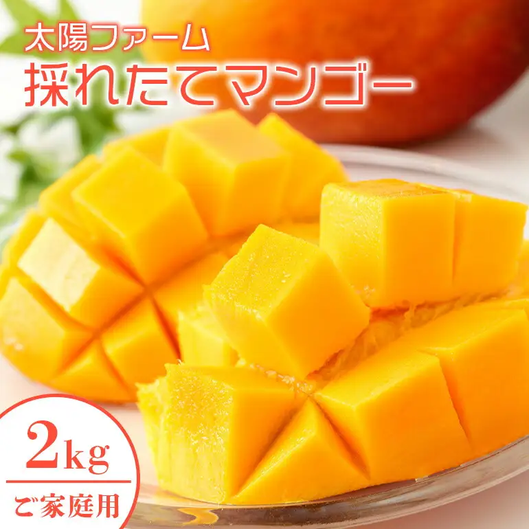 【 先行予約 2027年 発送 】 農家直送 ! 太陽ファームのマンゴー 2kg ( ご家庭用 ) マンゴー 沖縄県産 マンゴー アップルマンゴー アーウィンマンゴー 完熟マンゴー 果物 南国 くだもの フルーツ 完熟 夏 旬 沖縄 お取り寄せ 産地直送 糸満市 120-4