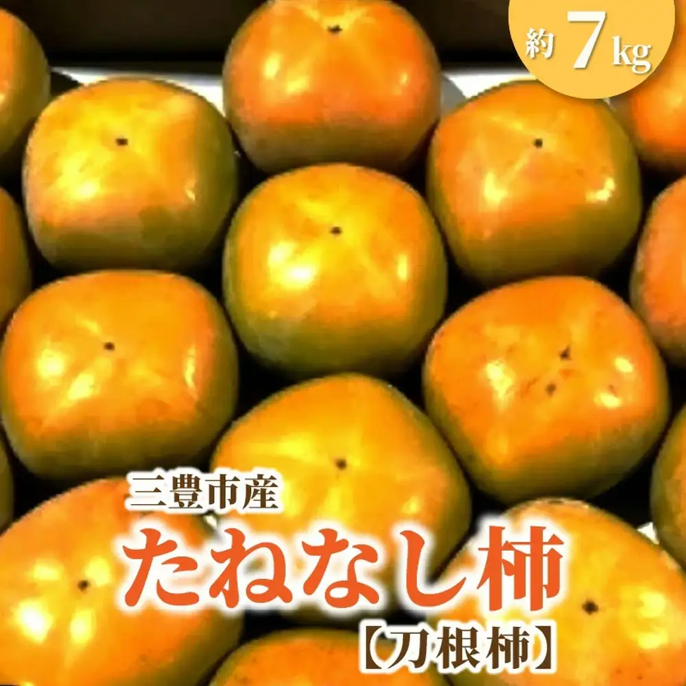 三豊市産たねなし柿（刀根柿）約7kg