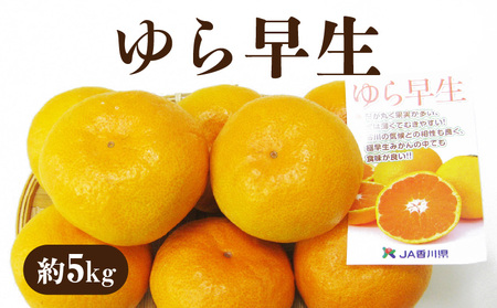 極早生みかんの最高峰 「ゆら早生」 約5kg