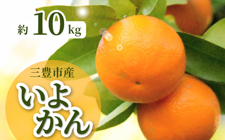 三豊市産いよかん 約10kg