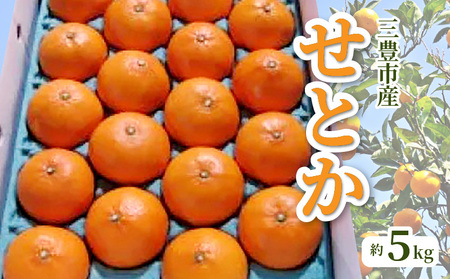 三豊市産せとか 約5kg