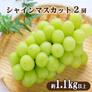 シャインマスカット 2房(約1.1kg以上)