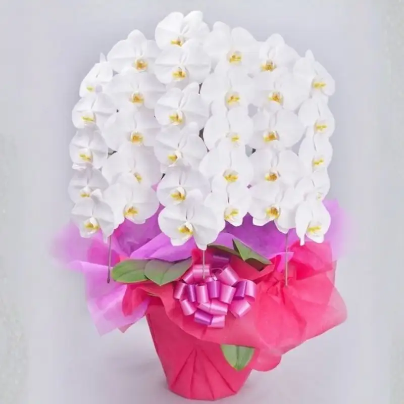 胡蝶蘭　ホワイト　３本立ち／サンオーキッド　白　花　胡蝶　蘭　プレゼント　お祝　開店　就任　新築　開業【orch001】