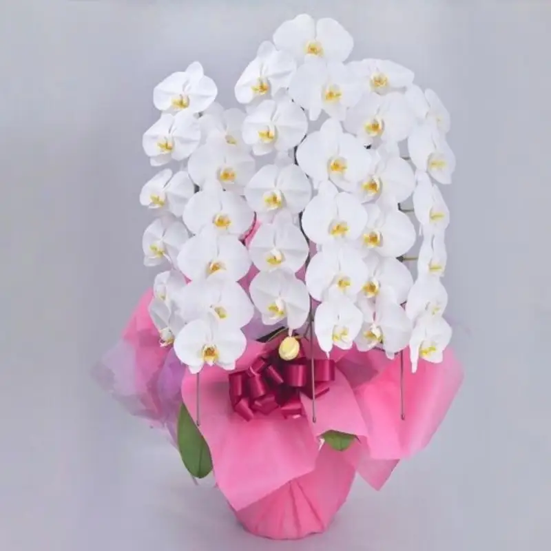 ≪厳選≫　胡蝶蘭　ホワイト　３本立ち／サンオーキッド　白　花　胡蝶　蘭　プレゼント　お祝　開店　就任　新築　開業【orch002】