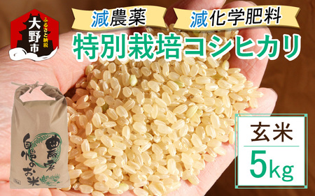 【先行予約】【令和7年産 新米】減農薬・減化学肥料の特別栽培コシヒカリ 玄米 5kg 農家直送 福井県大野市産 [A-004004]