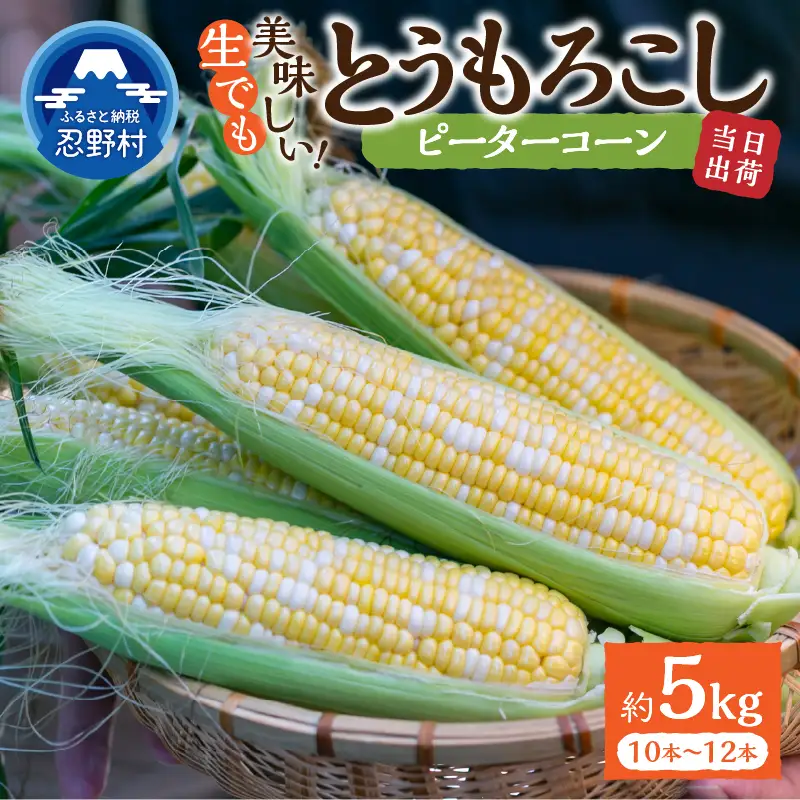 富士北麓忍野村の気候、水、自然で作られた朝採りトウモロコシ（ピーターコーン）（約5kg）