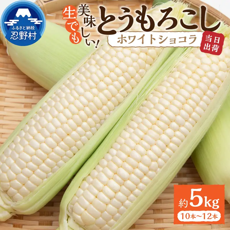富士北麓忍野村の気候、水、自然で作られた朝採りトウモロコシ（ホワイトショコラ）（約5kg）