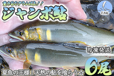 ≪発送時期2026年7月中旬～12月頃まで≫【ジャンボ鮎】天然の馬瀬川鮎 ６尾【26-1】 