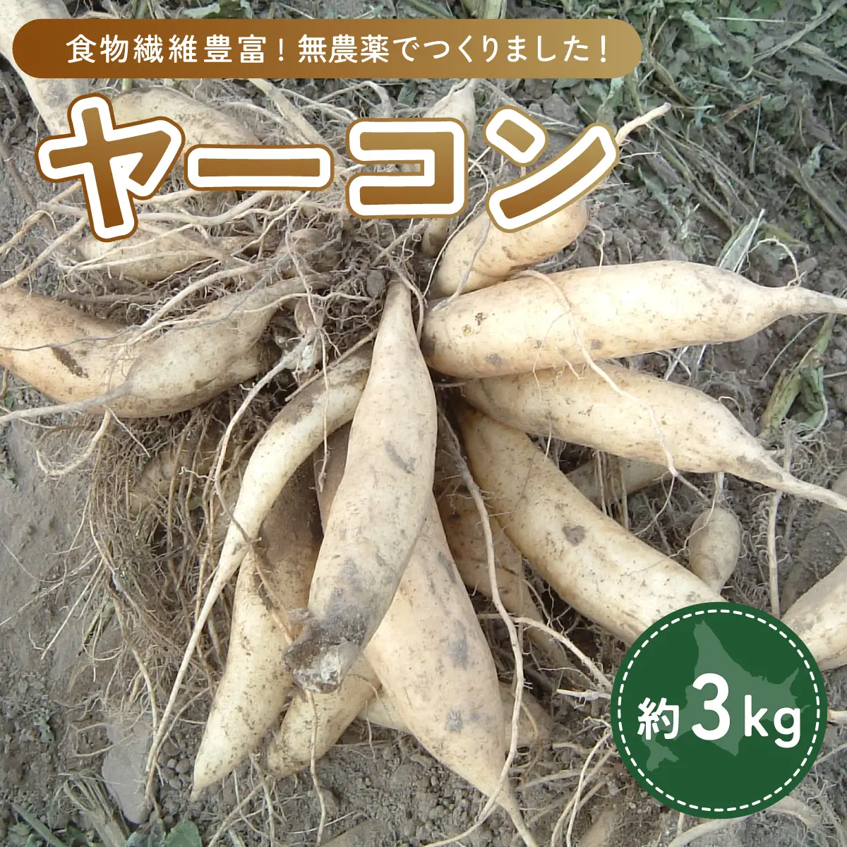 ヤーコン 3kg OTE001 | ヤーコン