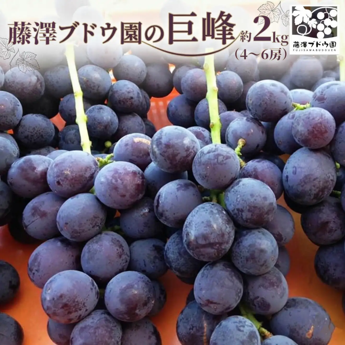 【 藤澤ブドウ園 】 自慢 の 巨峰 約2kg 2026年産 先行予約