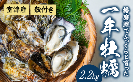 H-11【12月～3月限定】 室津産殻つき牡蠣2.2kg 