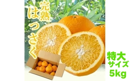 タカじいの 完熟 さつき はっさく 5kg/ 八朔 特大サイズ 和歌山 有田 柑橘 ※2027年4月上旬〜4月下旬に順次発送 【krs022-l-5A】