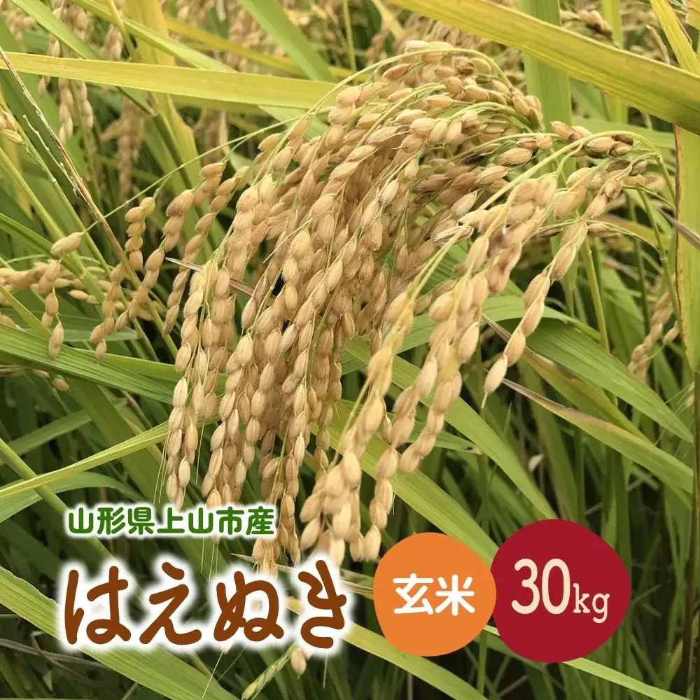 【２０２６年１１月～発送】令和８年産　はえぬき（玄米）３０ｋｇ　0079-2631