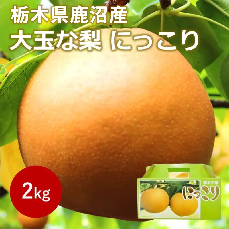 【2026年栃木県鹿沼産】大玉な梨（にっこり） 約2kg ナシ 果物 フルーツ ※2026年10月～発送