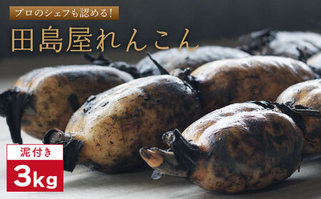 【先行予約 2026年8月以降発送】れんこん（泥付き） 3kg れんこん