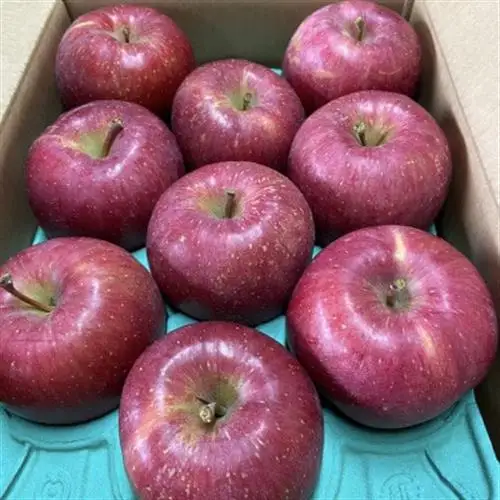 【令和8年10月上旬頃発送開始】青森りんご「葉取らず昂林」約3kg(家庭用)_果物・フルーツ りんご  リンゴ 林檎_【配送不可地域：離島】【1118132】