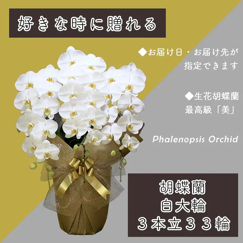 3本立て 胡蝶蘭 33輪～36輪 白色【木製大型木札 または メッセージカード 付き】