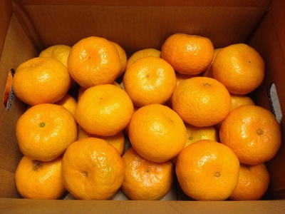 みかん「早香」 約5kg 高糖度 期間限定 早香ぽんかん 蜜柑 フルーツ 果物 静岡県 富士市産 [sf001-020]