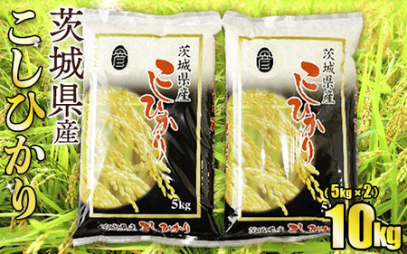 令和8年産 茨城コシヒカリ 10㎏（5㎏×2袋）【お米・コシヒカリ・米・10kg】