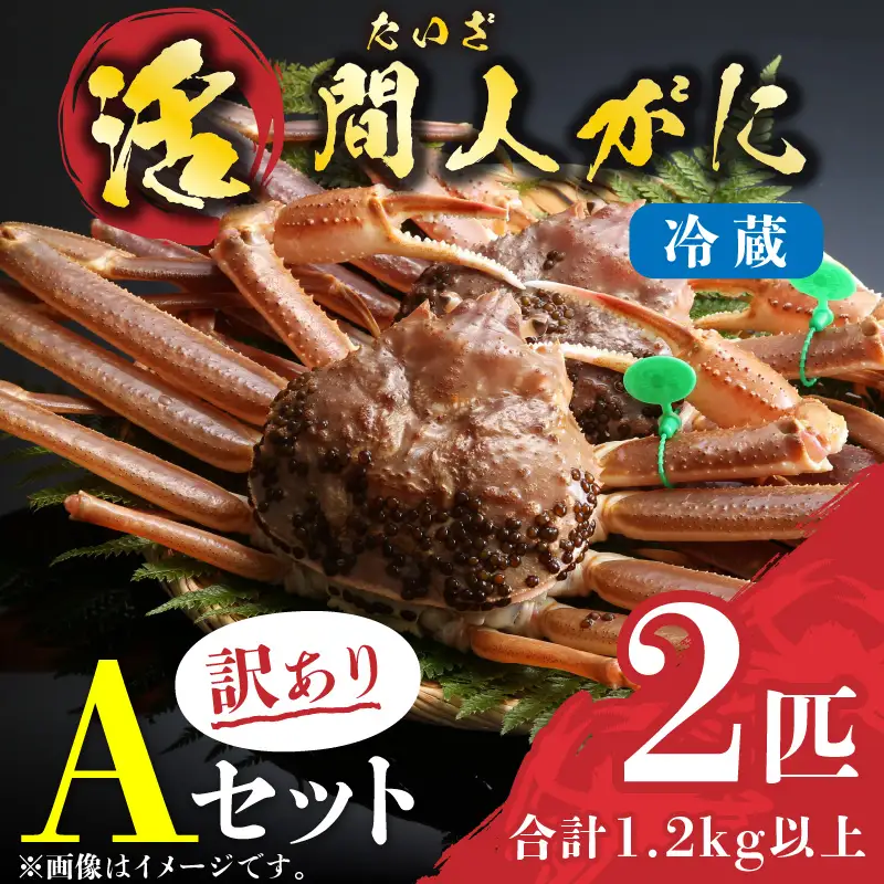 （訳あり）活間人がに 2匹 Aセット　11/10～11/21発送予定　生松葉ガニ・活松葉ガニ・松葉蟹・山陰・日本海・間人蟹・間人ガニ・間人かに・活ガニ・ズワイガニ・タグ付き・ブランド蟹・蟹 刺身・・活蟹・活かに・活カニ