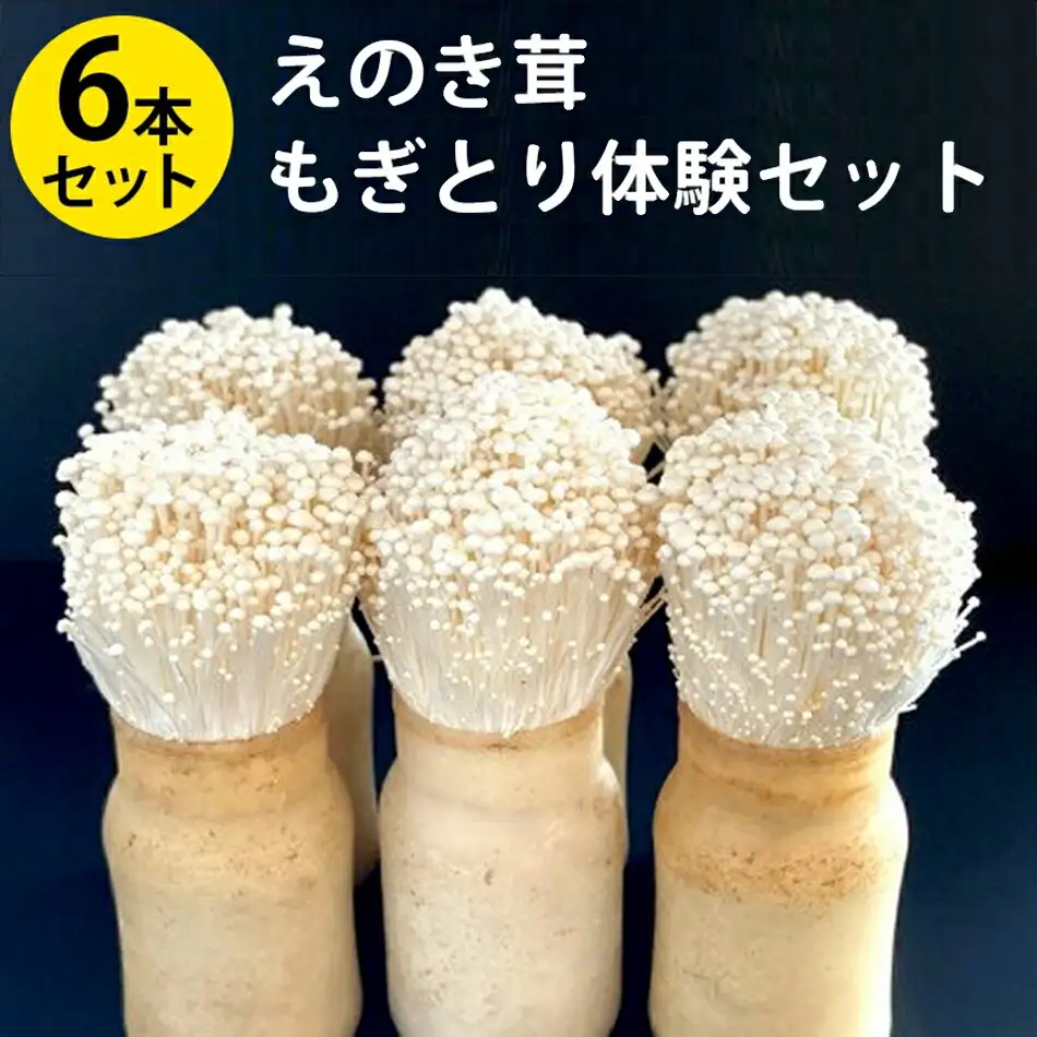 えのき茸もぎとり体験セット　BF03