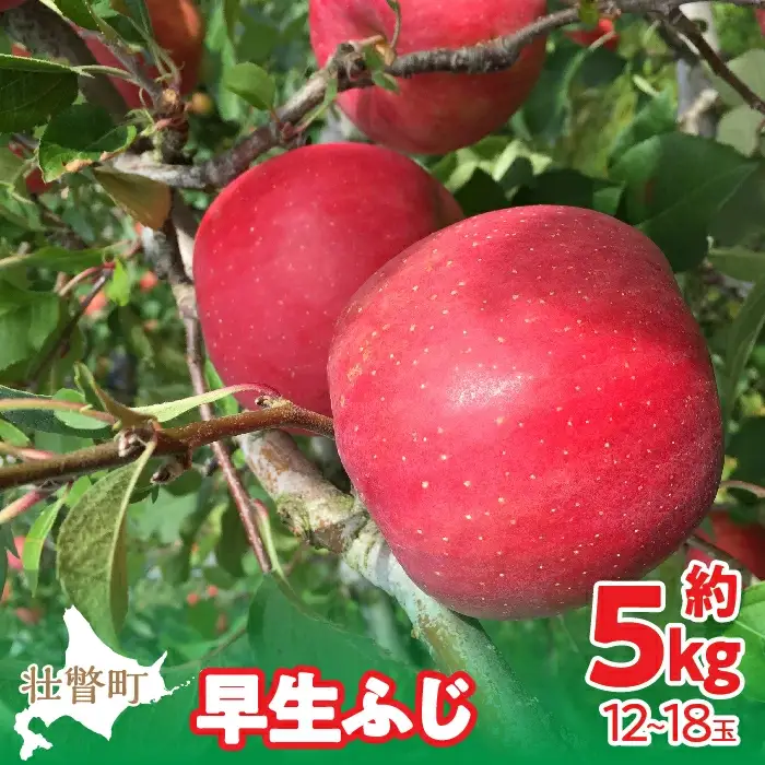 【先行予約】北海道壮瞥町産りんご「早生ふじ」約5kg(12～18玉)＜2026年10月中旬よりお届け＞ SBTF009