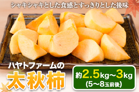 50年以上の歴史を持つ『ハヤトファーム』の太秋柿! 約2.5kg～3kg 5-8玉前後 《10月上旬-10月末頃出荷》