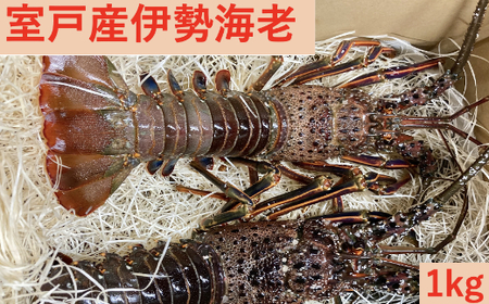 室戸産伊勢エビ１ｋｇ【冷凍】