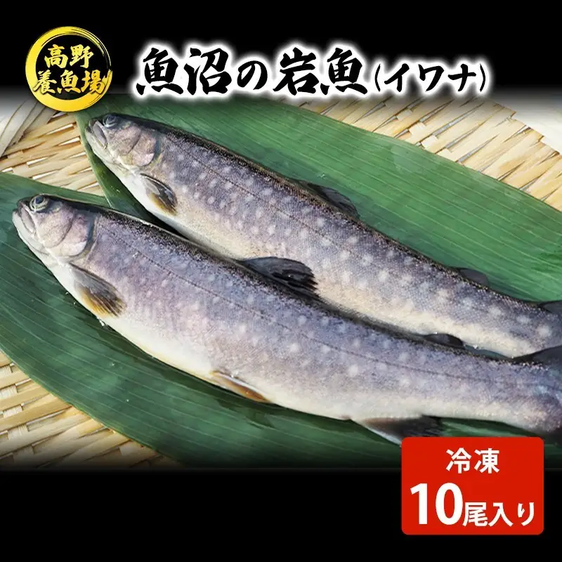 魚沼の岩魚（イワナ）冷凍10尾入り 魚貝類 川魚 
