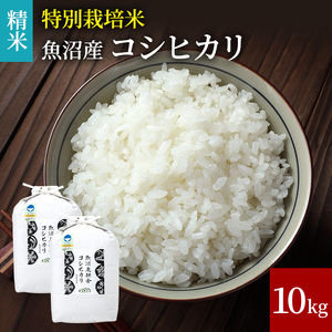 令和7年産 米農家自慢の特別栽培米魚沼産コシヒカリ(精米)10kg お米 