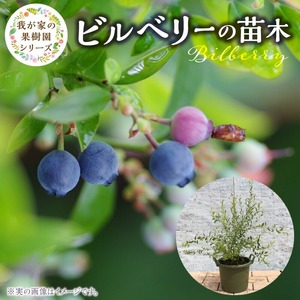 チーム田主丸『我が家の果樹園』シリーズ 【ビルベリー】_ビルベリー 苗木 鉢径 6号 サイズ 50cm位 チーム田主丸 我が家の果樹園 シリーズ 結実年数 1年目安 アントシアニン豊富 生食 ジュース ジャム 果実 フルーツ 福岡県 久留米市 お取り寄せ 送料無料 〔Hf020〕